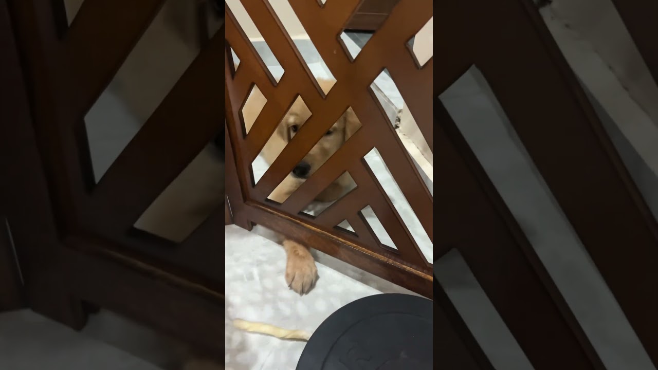 She try to take her chew stick 😂😂#goldenretreiver #puppy #cute #funny #kids #shorts