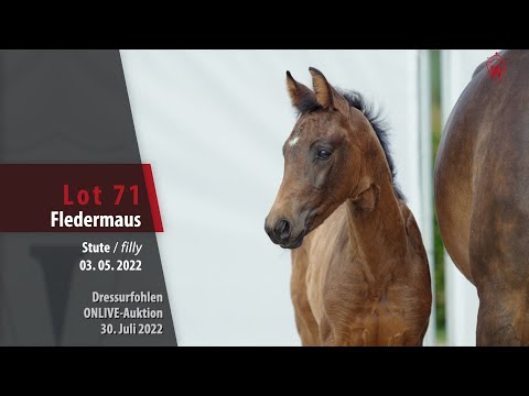 OnLive-Auktion Lot 71 Fledermaus Stute v. Florida TN - Livaldon