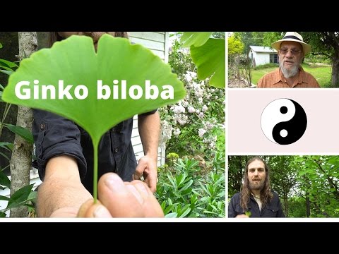 Ginkgo biloba | Brain Food | Duality In Unity | Harmonic Arts