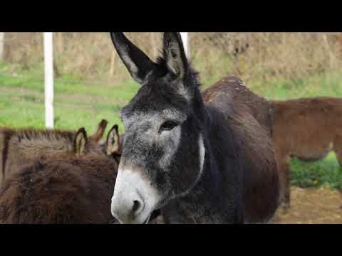 Volim Srbiju ep. 61 30.12.2020. NAJAVA