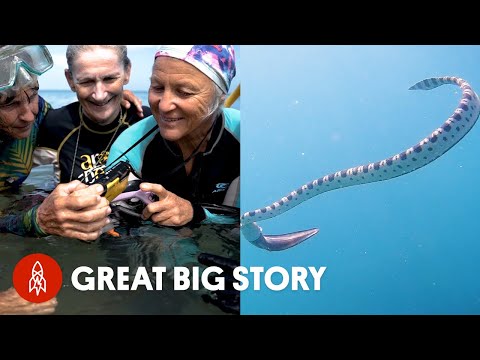 なぜこれらのおばあちゃんたちは毒のあるウミヘビと一緒に泳ぐのか (Why These Grandmas Swim With Venomous Sea Snakes)