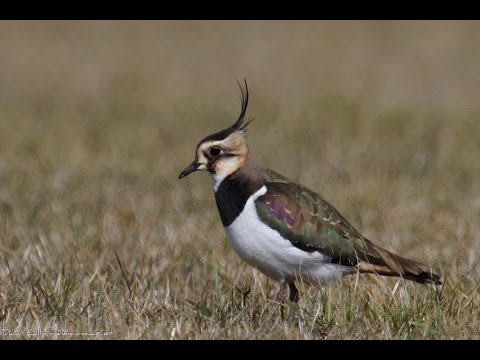 Lapwings and Curlews - Wildlife Documentary