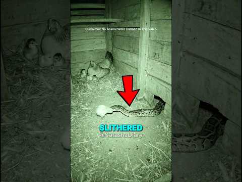 A Chick Was Taken… Then This Happened