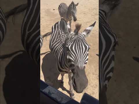 #zebra #ponderosa #safari #guanacaste #liberia #costarica