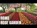 Rose Garden In Italy Rome Its So Beautiful Guys Also My Mind Is Blowing Guys