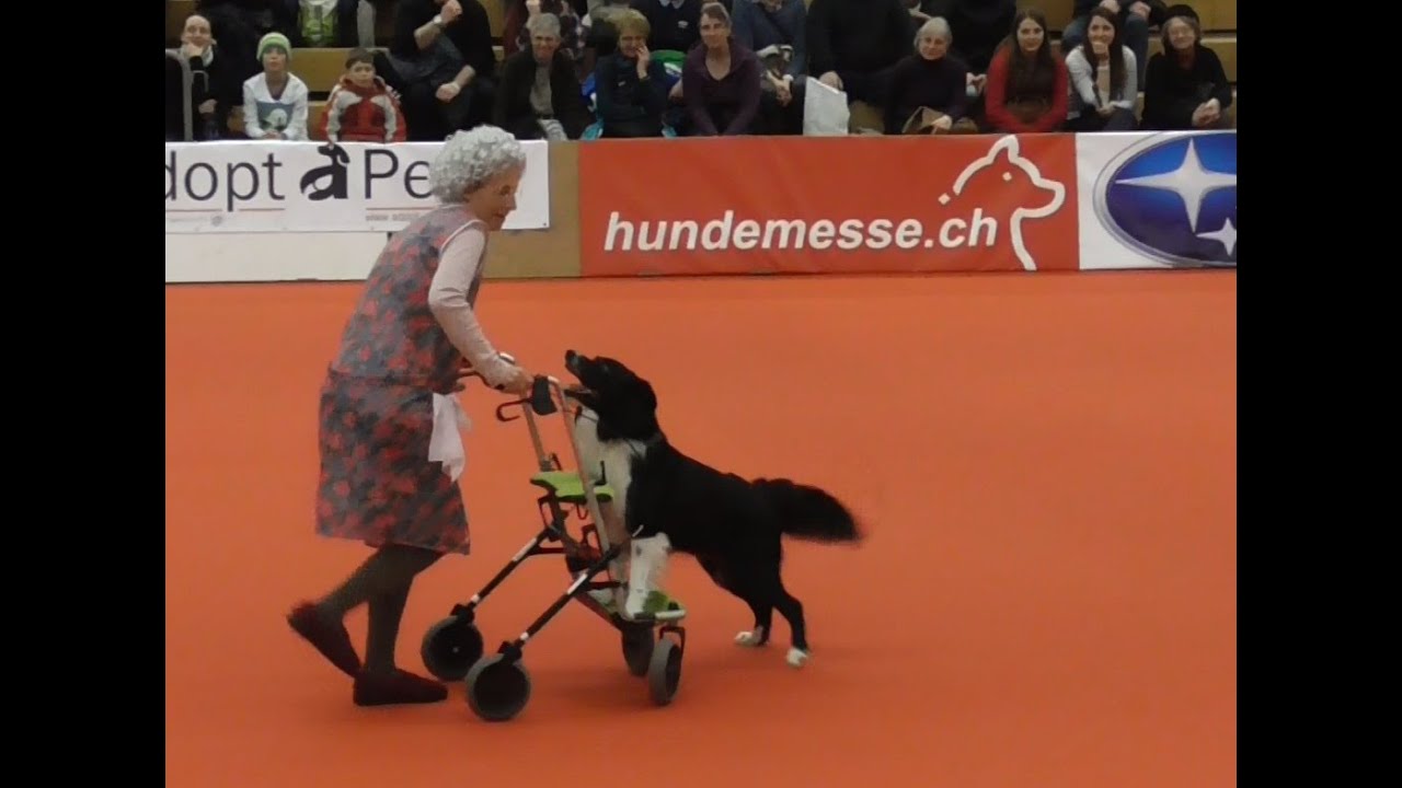 3. Platz - Klasse 3 - Dogdance - Freestyle - Anja & Merlin "die wilde Oma Hilde" - Winterthur 2015