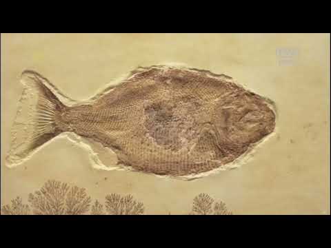 Walka o rope ^ Dokument ^ 2011 ^ TVP ^  PL720p