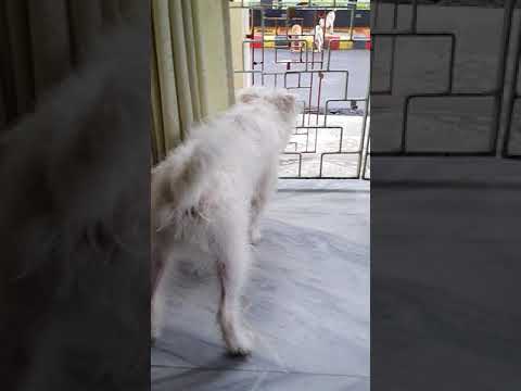 Kolkata dogs 🍗🍗🍖🍖🐕