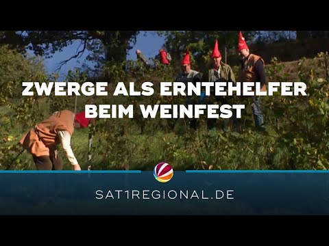 Weinlese in Hitzacker: Zwerge als Erntehelfer beim traditionellen Weinfest