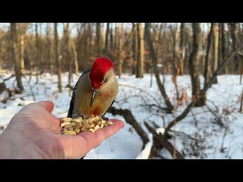 Hand-feeding Birds in Slow Mo - Red-bellied Woodpecker