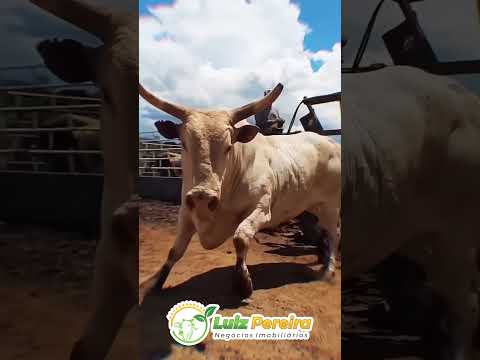 Bruto demais #Boiadeiro#Boibravo#Agro#Touro#Nelore#Vidanaroça #rodeio#montaria#cowboy #boiada
