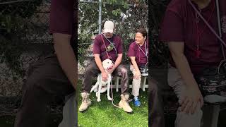 Video preview image #1 Retriever -Unknown Mix Puppy For Sale in Pasadena, CA, USA