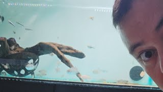 Enseñamos Peces en Directo
