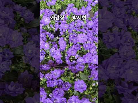 #퍼플#겹캄파눌라꽃환상 #박지현#애간장#뮤비