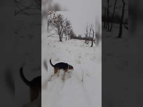 Охота зимой с начинающей собакой