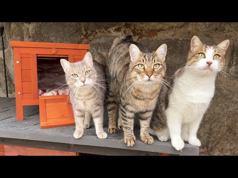 I Bought a Wrong Size House for Our Cats and Now They Can't Fit in!