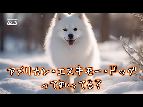 アメリカン エスキモー ドッグ