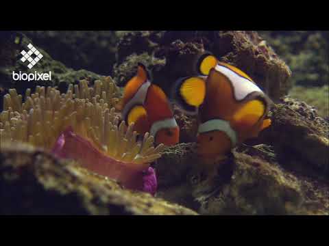 Oceanpedia   Critter finder   Fish   Damselfish   Anemonefish