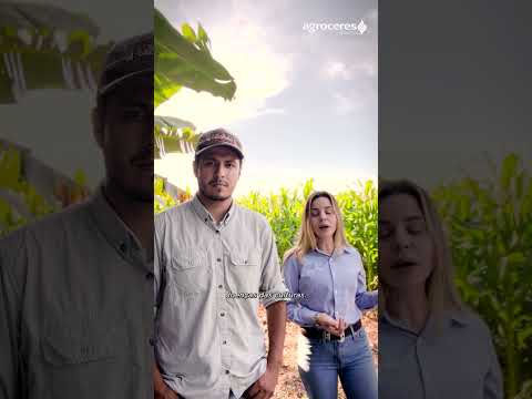 AÇÃO DOS PRODUTOS BIOLÓGICOS DA AGROCERES BINOVA NA SAFRINHA DO MILHO EM SÃO GABRIEL DO OESTE/MS
