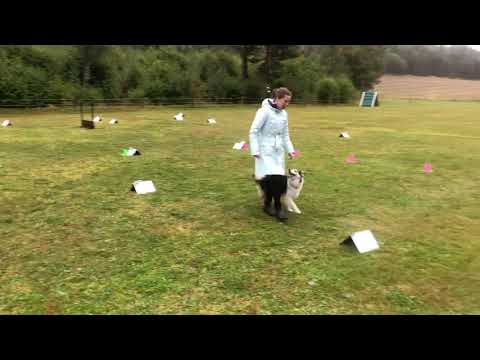 LagSM Rallylydnad 2020