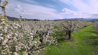 Fred Meyer - Discover Local - Alaska