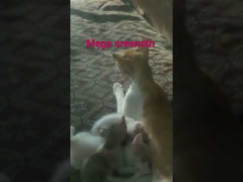 mega sreenath subscribe