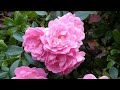 Evangel_Vid 05 — Virtue! | Love Me Like YOU Do