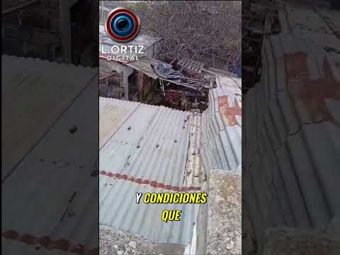 🐶 Crece la preocupación por denuncias de maltrato animal en Gualeguay