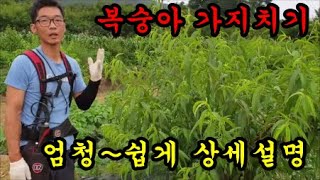 복숭아전정 1~2년생 복숭아 가지치기 상세설명