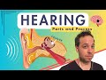 How Do You Hear Auditory Structures And Pathway Auditory Cortex