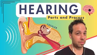 How Do You Hear Auditory Structures and Pathway - Auditory Cortex