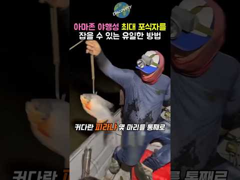 아마존에서 야행성 최강 포식자를 잡을 수 있는 유일한 방법