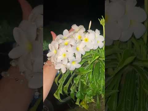 Igreja Matriz de Santa Amélia PR