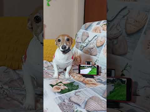 Caramelle 🍬  #pierdavivecarone #merybijouesciarpina #comedy #jackrussell #shorts #caramelle