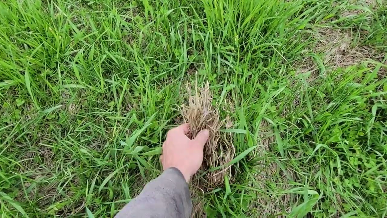 Thoughts About Early Spring Grazing