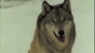 Bark at the Moon (Ozzy Osbourne Cover) - Dogs'n'Pigs