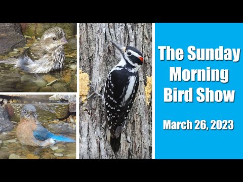 Bluebirds, Titmice, Sparrows, and More! March 26, 2023 Sunday Morning Bird Show