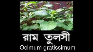 preview picture of video 'রাম তুলসী (Clove Basil)'