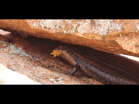Friendly Skinks at Kolay Mirica Falls - Gawler Ranges, South Australia