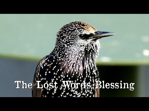The Lost Words Blessing (cover - The Spell Song Ensemble)