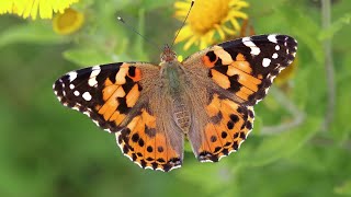 Hayden Thorpe – “He”