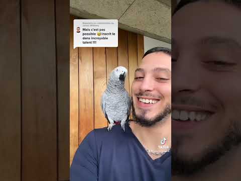 Un Oiseau pas comme les autres #luna_lespagnol #perroquet #grisdugabon
