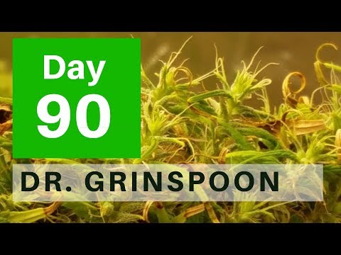 download lagu mp3 mp4 Dr Greenspoon, download lagu Dr Greenspoon gratis, unduh video klip Dr Greenspoon