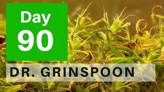 Dr. Grinspoon day 90 of flower