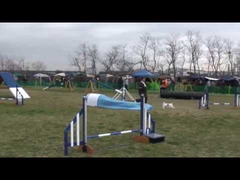 JACK デビュー戦 JKC神奈川ブロックアジリティー競技会 AG1 2010.3.27