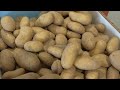 De robuuste aardappel heeft de toekomst