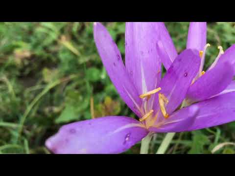 Piatra Altarului - Cheile Bicazului