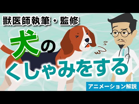 犬の鼻炎 - 原因、症状、治療法