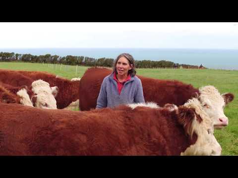 Biodynamic Eggs, Organic Free Range, Nantclyd Farm (6 mixed)