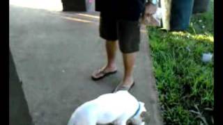 video-2012-01-01-07-54-40 New Years at Blaisdell Park 2011